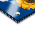 Metal sunflower against blue sky Acrylic print