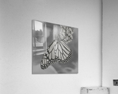 Pencil sketch of Monarch butterfly feeding  Acrylic Print