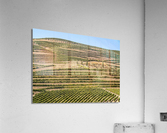 Terraced rows of vines by river Douro in Portugal  Acrylic Print