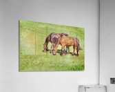 Digital water color of two brown horses  Acrylic Print
