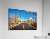 Road and cactus in Saguaro National Park  Acrylic Print