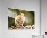 Cute Chipmunk well fed on nuts and seeds  Acrylic Print