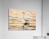 Great white egret in the sea off Tampa in Gulf  Acrylic Print