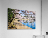 Pathway around the tidal basin during Cherry Blossom Festival  Acrylic Print