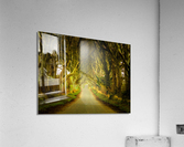 Dark Hedges road through old trees in digital oil  Acrylic Print