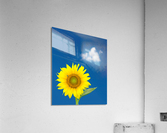Single sunflower blossom against blue sky  Acrylic Print