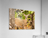 Small Key Deer in woods Florida Keys  Acrylic Print