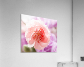 Delicate close up of petals of a carnation  Acrylic Print