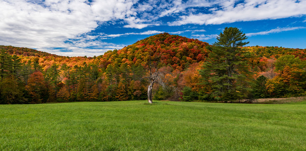 Old tree trunk contrasts with vibrant Vermont fall colors by Steve Heap