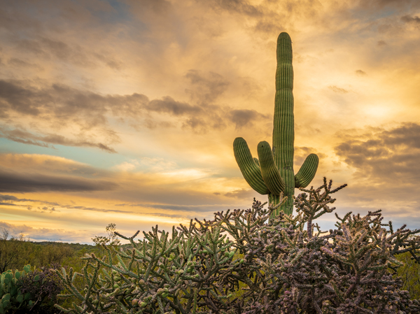Sunset in Saguaro National Park Tucson by Steve Heap