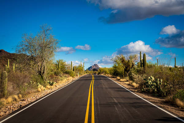 Road and cactus in Saguaro National Park by Steve Heap