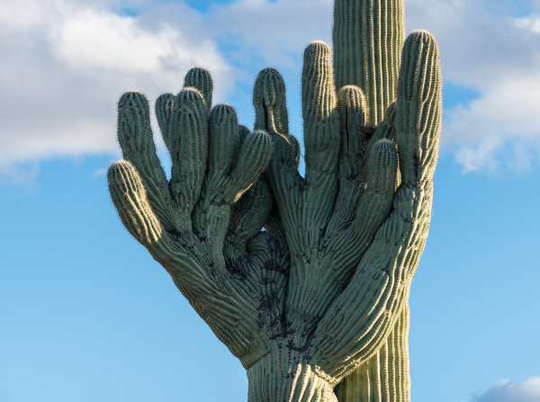 Crested Saguaro in National Park West by Steve Heap