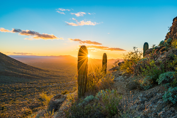 Sunset in Saguaro National Park West by Steve Heap
