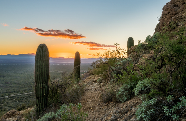 Sunset in Saguaro National Park West by Steve Heap
