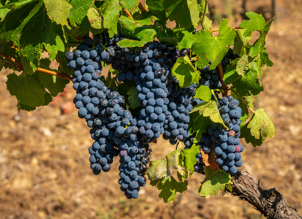 Bunches of grapes for port wine in Douro valley by Steve Heap