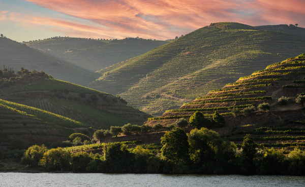 Terraced vineyard on the banks of the Douro by Steve Heap
