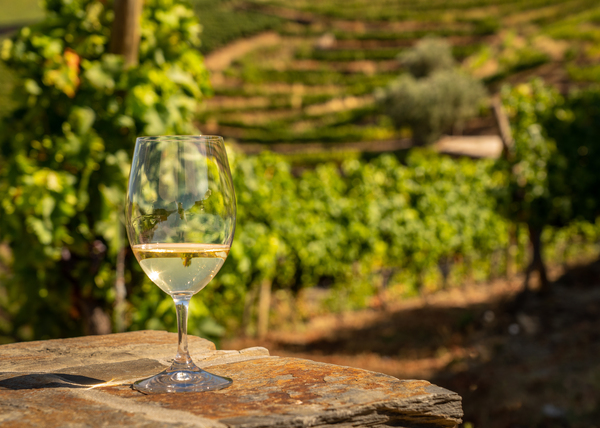 Glass of white wine in vineyard by Steve Heap
