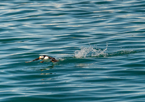 Small puffin taking off from Resurrection Bay near Seward by Steve Heap