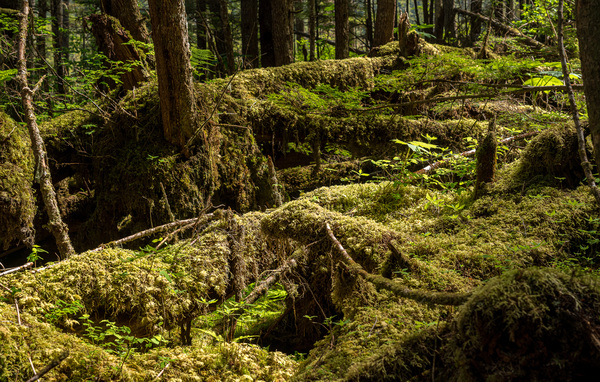Dense vegetation in temperate rain forest in Alaska by Steve Heap