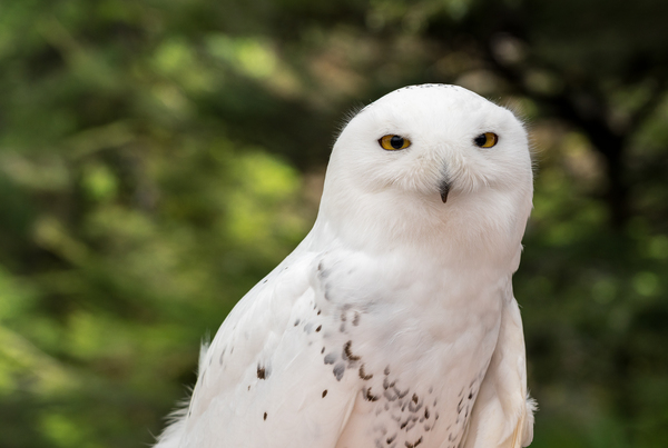 Close up of Snowy Owl against green rainforest in summer by Steve Heap