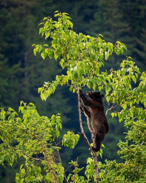 Wild brown or black bear cub high in tree in Alaska by Steve Heap