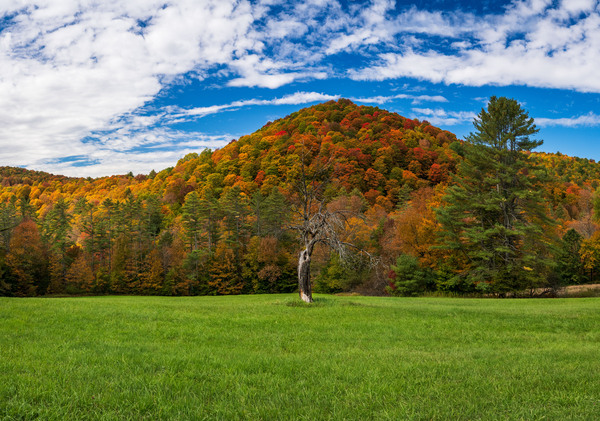 Old tree trunk contrasts with vibrant Vermont fall colors by Steve Heap