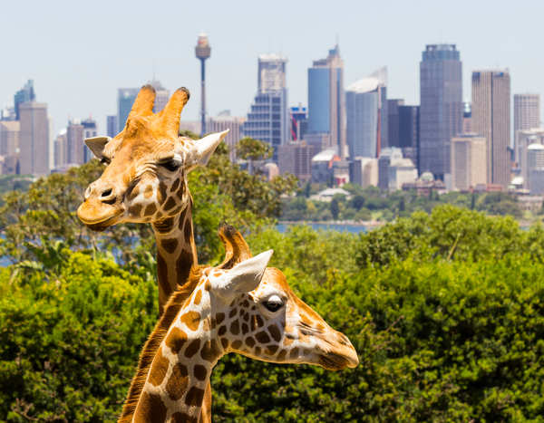 Giraffes with a fabulous view of Sydney by Steve Heap
