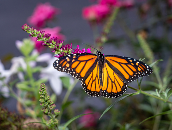 Beautiful Monarch butterfly with wings open by Steve Heap