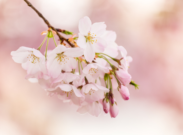 Detail macro photo of japanese cherry blossom flowers by Steve Heap