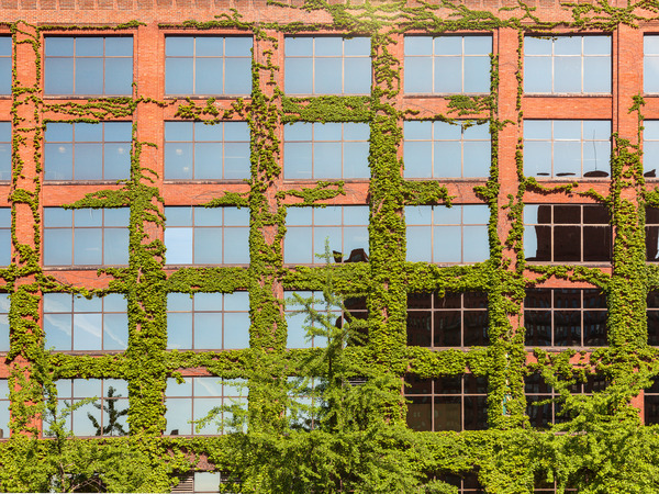 Modern Chicago office covered with plants by Steve Heap