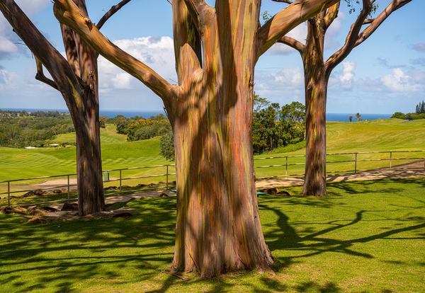 Group of three rainbow eucalyptus trees  by Steve Heap