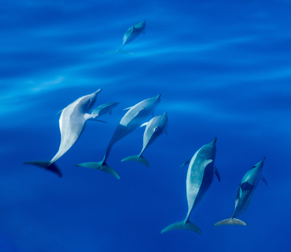 Spinner dolphins off coast of Kauai with leader clearly winning  by Steve Heap