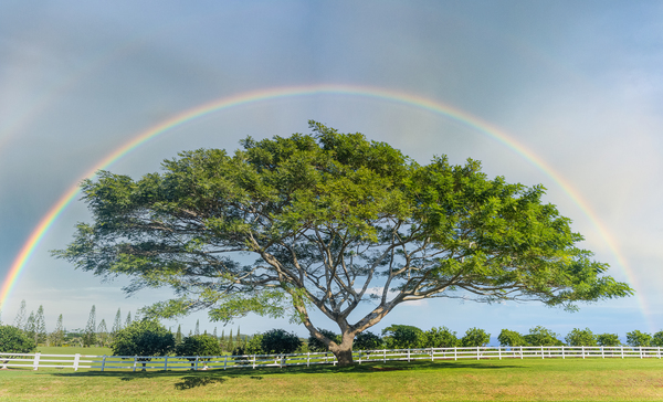 Tree of life with rainbow by Steve Heap