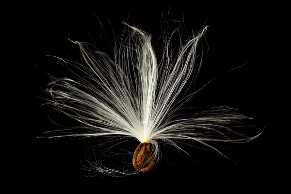 Macro photo of swamp milkweed seed pod by Steve Heap