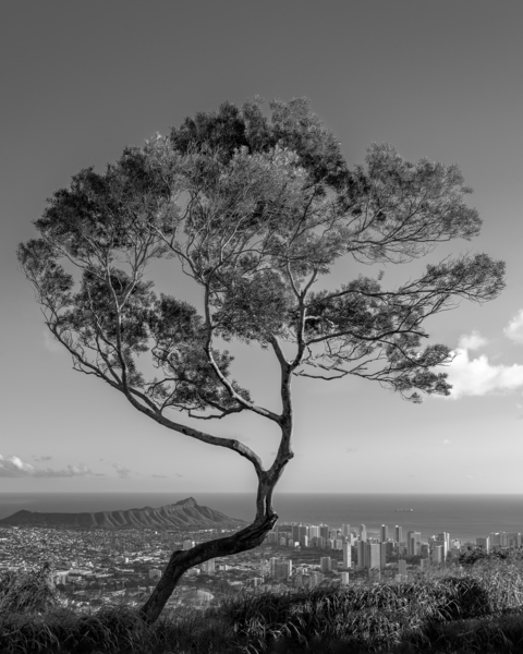 Solitary tree overlooks Waikiki in Black and White by Steve Heap