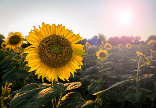 Sunflowers in early evening as sun sets by Steve Heap