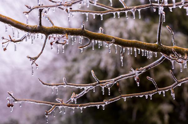 Ice covered branches start to melt to icicles by Steve Heap