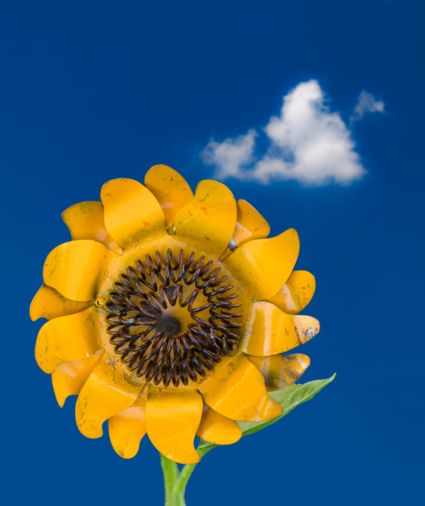 Metal sunflower against blue sky by Steve Heap