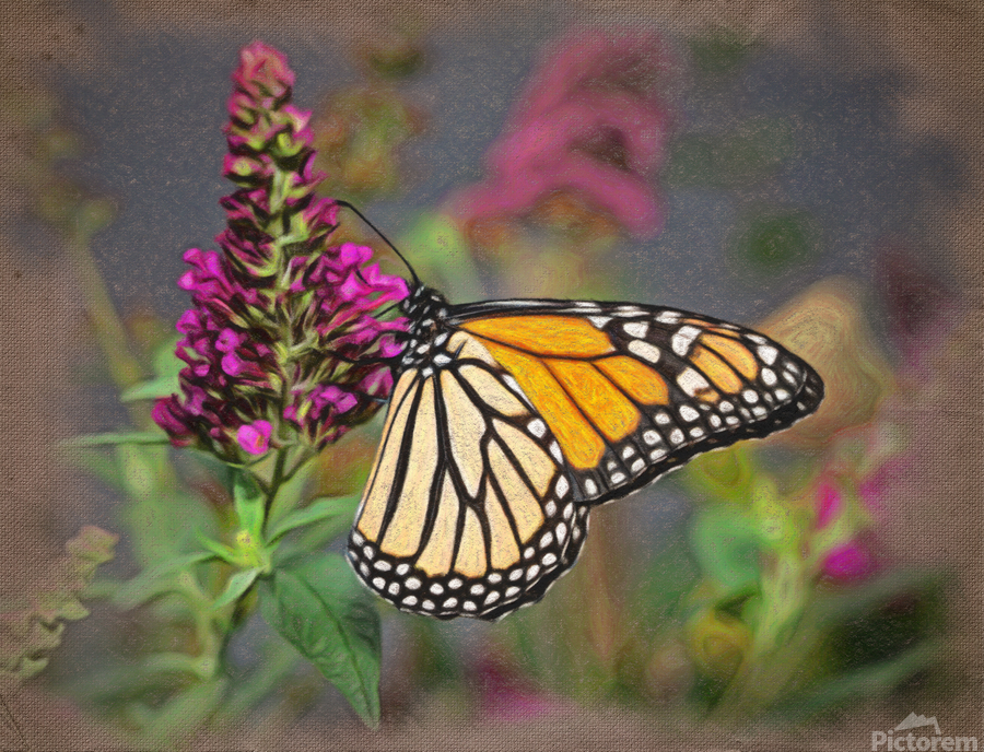 Beautiful Monarch butterfly feeding in garden  Print