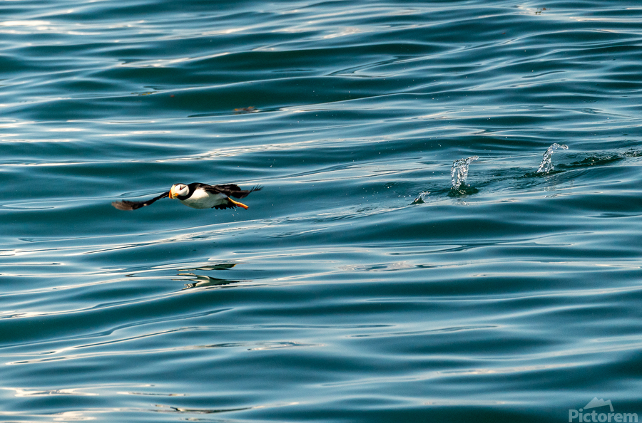 Small puffin taking off from Resurrection Bay near Seward  Print