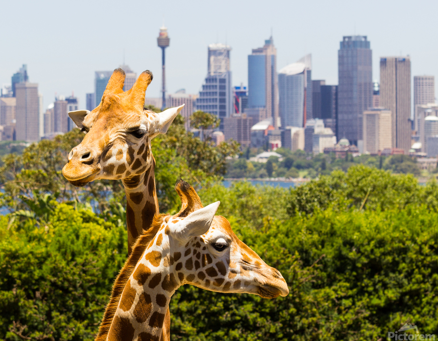 Giraffes with a fabulous view of Sydney  Print