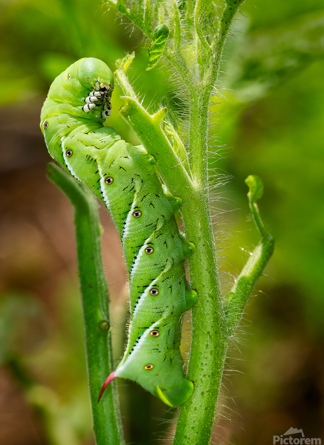 Tomato hornworm caterpillar eating plant  Print