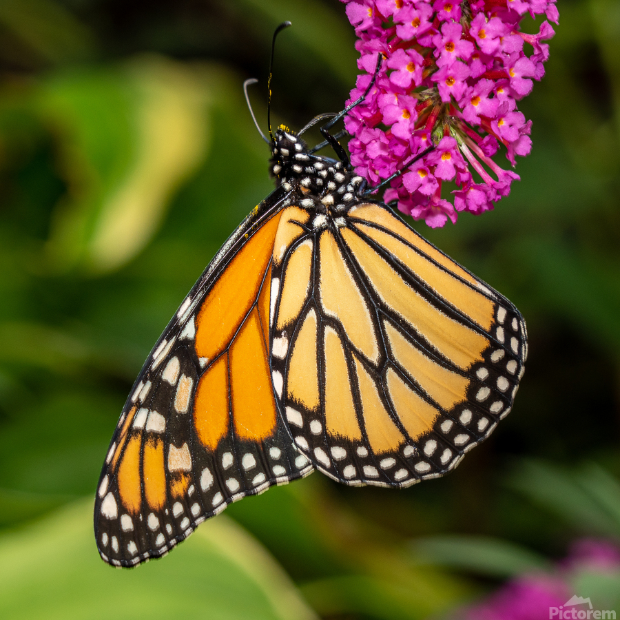Side view of Monarch butterfly feeding in garden  Print