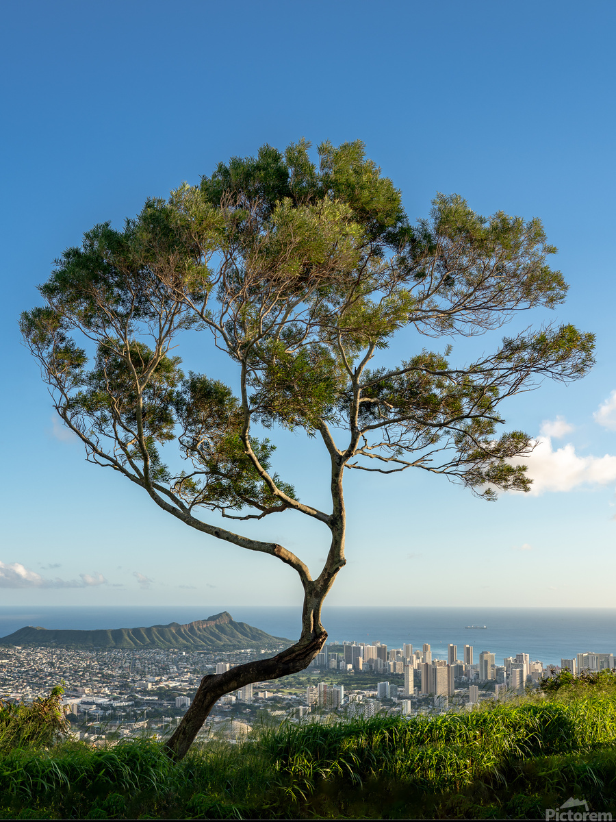 Panorama of Waikiki and Honolulu from Tantalus Overlook on Oahu  Print