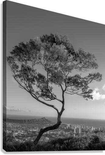 Solitary tree overlooks Waikiki in Black and White  Canvas Print