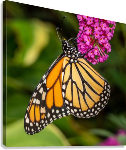 Side view of Monarch butterfly feeding in garden  Canvas Print