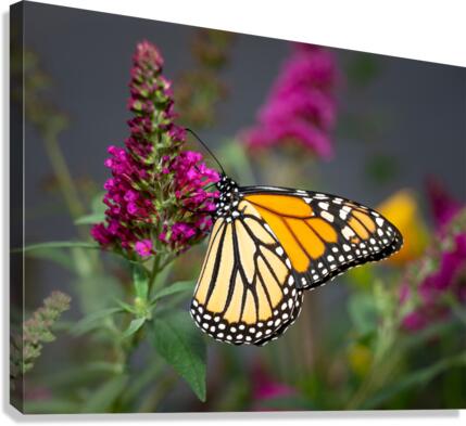 Beautiful Monarch butterfly feeding in garden  Canvas Print