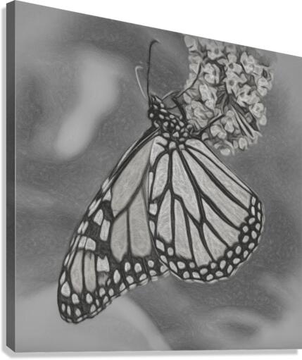 Pencil sketch of Monarch butterfly feeding  Canvas Print