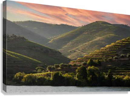 Terraced vineyard on the banks of the Douro  Canvas Print