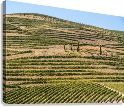 Terraced rows of vines by river Douro in Portugal  Canvas Print